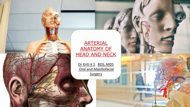 Human Anatomy : Arterial supply of Head and Neck – Screenshot 4