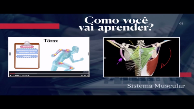 Curso Online - Anatomia Humana (Sistema Muscular) – Screenshot 4