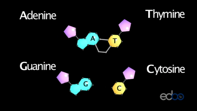 DNA the Secret of Life - James Watson – Screenshot 3