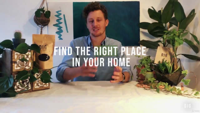 Houseplants 101: A Beginners Guide to Indoor Gardening – Screenshot 1