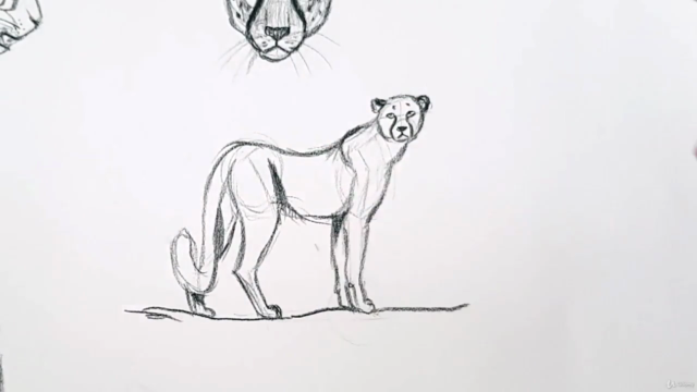 Hayvan Çizimi Resim Kursu | Animal Drawing Course – Screenshot 1