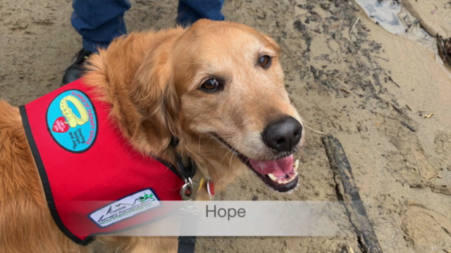Therapy Dog Training: Does Your Dog Have What it Takes? – Screenshot 2