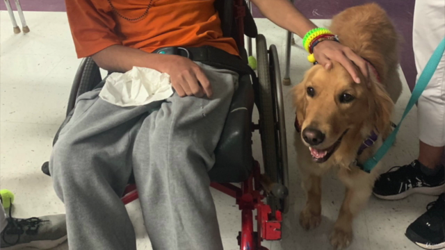 Therapy Dog Training: Does Your Dog Have What it Takes? – Screenshot 3