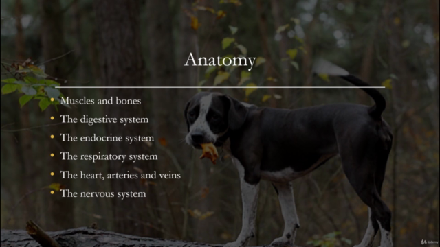 Raising your dog from pup to adult (sport) dog – Screenshot 3