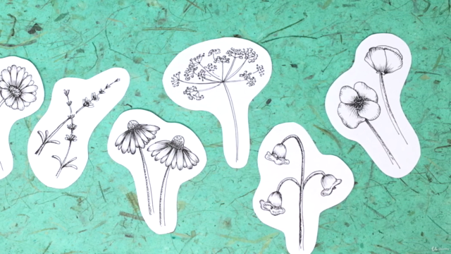 Intro to Floral Illustration : How to Draw Wildflowers - Screenshot_04