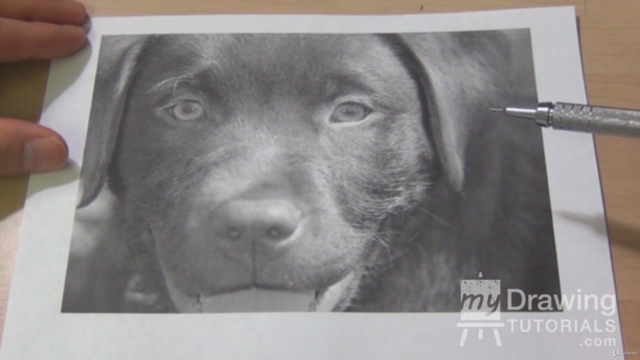 How to Draw Animal Portraits for Beginners – Screenshot 4