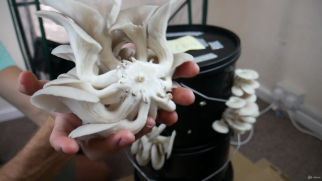 Growing Mushrooms Indoors for Business and Pleasure – Screenshot 4