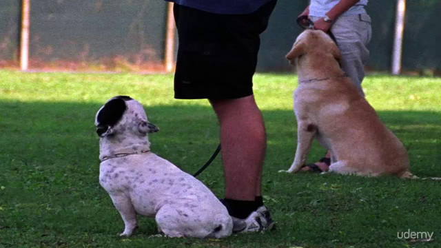 Dog body language. How To Read Your Dog's Body Language – Screenshot 1