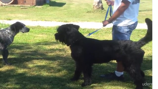 Dog body language. How To Read Your Dog's Body Language – Screenshot 3