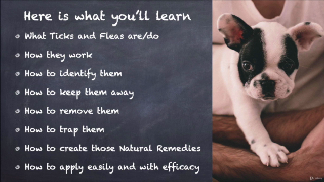 DOG Fleas & Ticks NATURAL HOME REMEDIES + CERTIFICATE – Screenshot 2