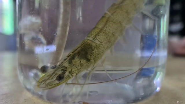 The Essential Guide to Aquaculture Industry – Screenshot 1