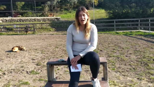 Be a Horse Riding Coach - How to Teach Others Horsemanship – Screenshot 4