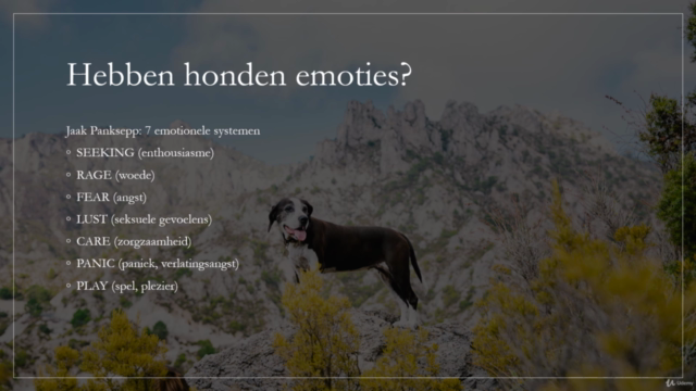 De relatie tussen gedrags- en fysieke problemen bij honden – Screenshot 1