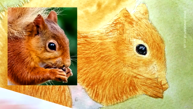 Watercolour Wildlife Painting - How To Paint a Red Squirrel – Screenshot 3