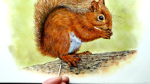 Watercolour Wildlife Painting - How To Paint a Red Squirrel – Screenshot 4