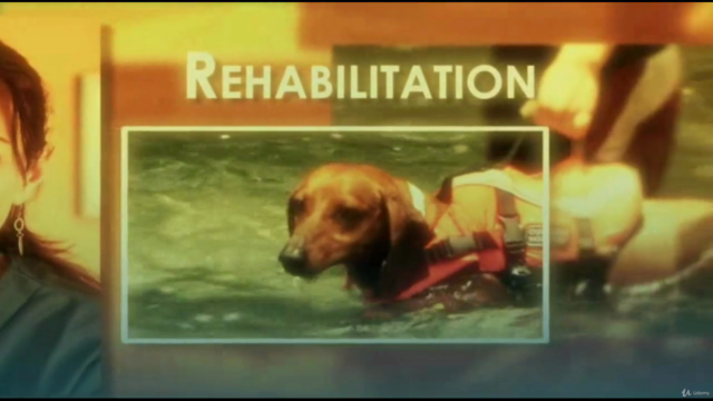Canine (and Feline) Rehabilitation for Spinal Injury/Surgery – Screenshot 1