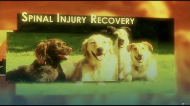 Canine (and Feline) Rehabilitation for Spinal Injury/Surgery – Screenshot 3