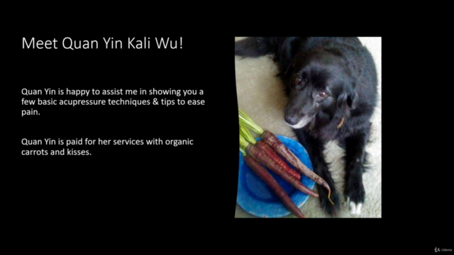 Basic Canine Acupressure for Dog Owners - Screenshot_01