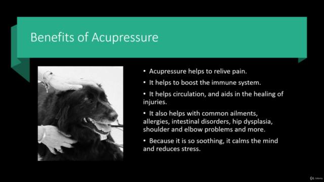 Basic Canine Acupressure for Dog Owners - Screenshot_02