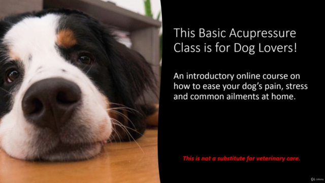 Basic Canine Acupressure for Dog Owners - Screenshot_04