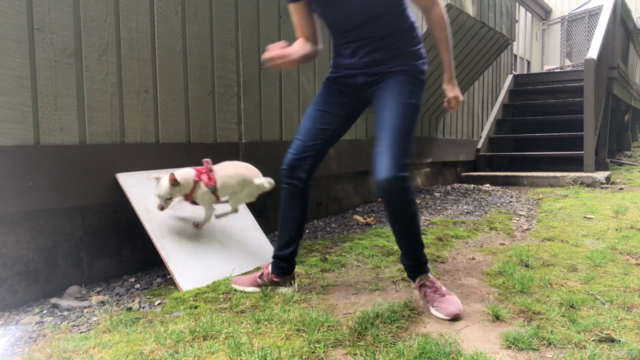 Intro to Dog Parkour: For Titles or Just For Fun – Screenshot 1