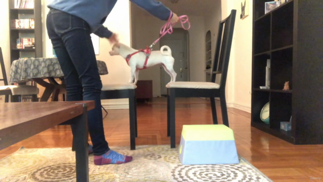 Intro to Dog Parkour: For Titles or Just For Fun – Screenshot 4