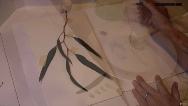 Introduction to Botanical Art - Eucalyptus Leaves – Screenshot 2