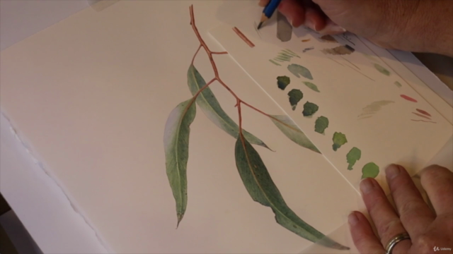 Introduction to Botanical Art - Eucalyptus Leaves – Screenshot 4