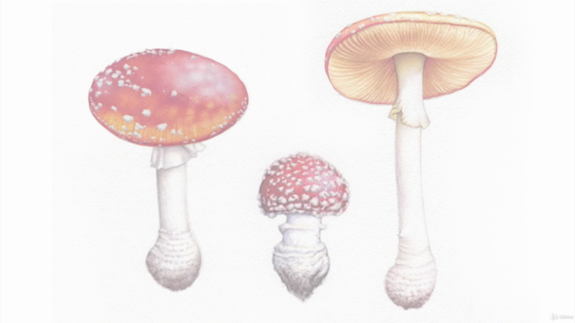 Paint Realistic Watercolor and Botanicals - TOADSTOOLS – Screenshot 2