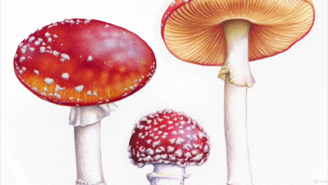 Paint Realistic Watercolor and Botanicals - TOADSTOOLS – Screenshot 3