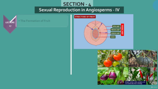 Reproduction in Flowering Plants: All You Need to Know – Screenshot 4