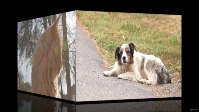 ANIMAL COMMUNICATION: Finding Lost Animals (Intermediate) – Screenshot 2