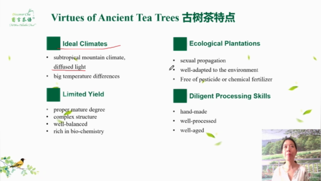 2-star Tea Tasting&Sommelier Course 2星品茶与侍茶课 – Screenshot 2