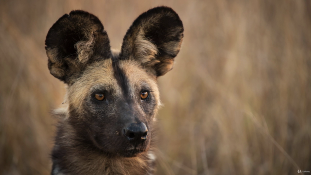 Wildlife Photography for Beginners and Amateurs – Screenshot 2