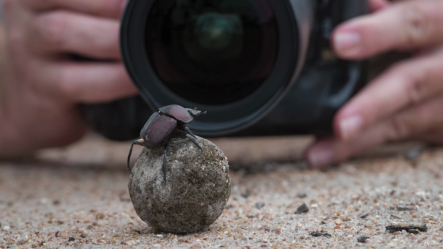 Wildlife Photography for Beginners and Amateurs – Screenshot 3