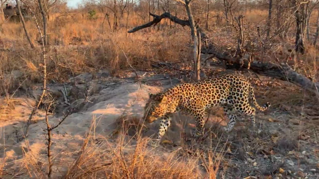 Wildlife Photography for Beginners and Amateurs – Screenshot 4