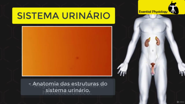 Fisiologia Renal – Screenshot 2