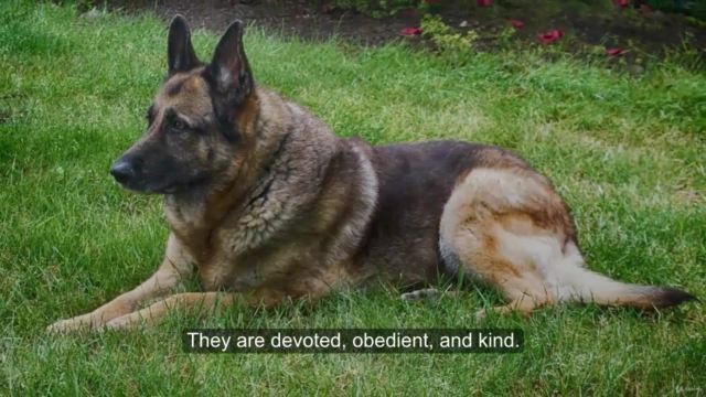 Secrets of the German Shepherd Dog: Care and Training – Screenshot 1