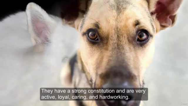 Secrets of the German Shepherd Dog: Care and Training – Screenshot 2