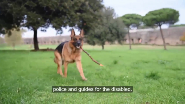 Secrets of the German Shepherd Dog: Care and Training – Screenshot 4