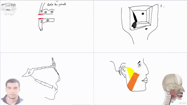 formation complète en anatomie humaine – Screenshot 2
