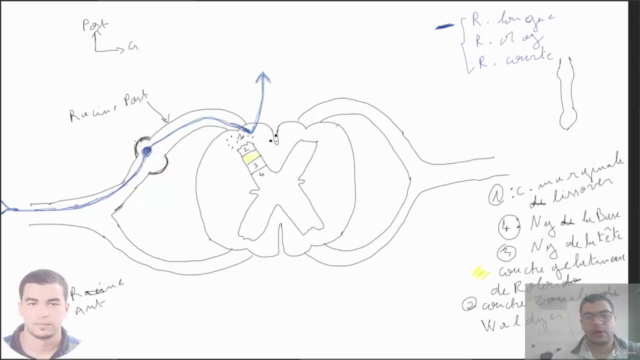 formation complète en anatomie humaine – Screenshot 4