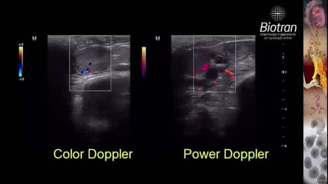Ultrassonografia Doppler Colorido em Bovinos – Screenshot 2