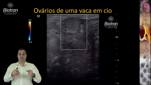 Ultrassonografia Doppler Colorido em Bovinos – Screenshot 3