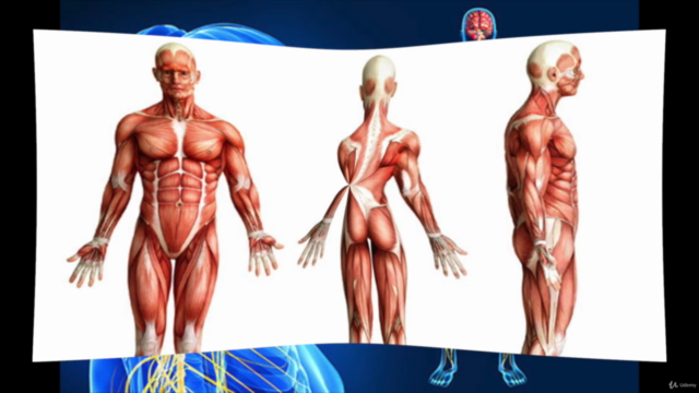Improve Your Posture Now!! – Screenshot 1