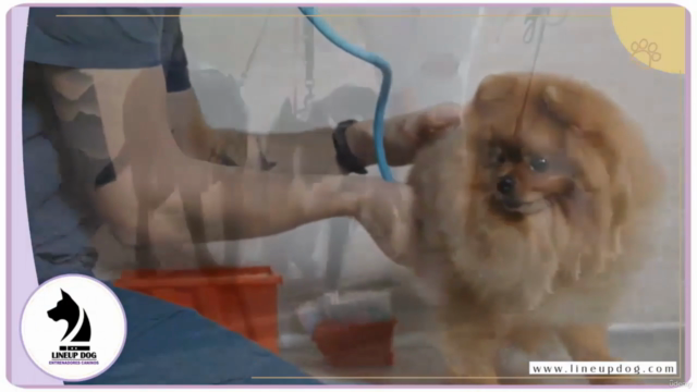 Principios de Aprendizaje del Perro – Screenshot 1