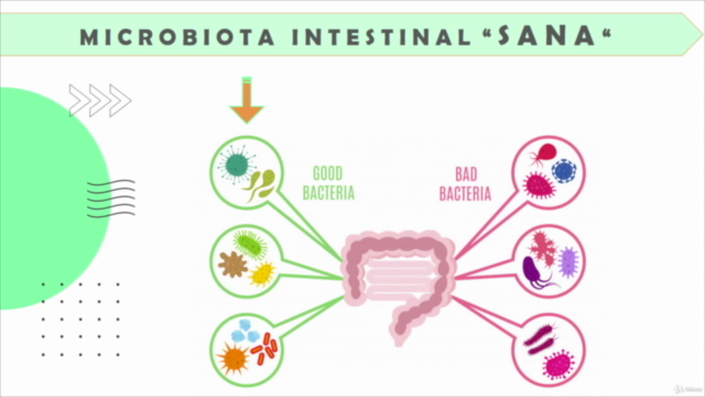 Microbiota Intestinal Que Es Cuales Son Sus Funciones Y Por Que Es Images