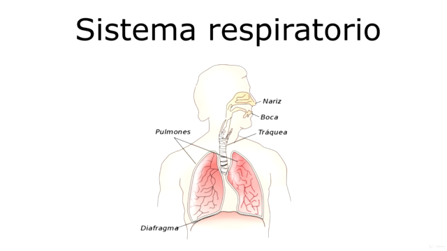 Renueva las energías mediante la auriculoterapia – Screenshot 4