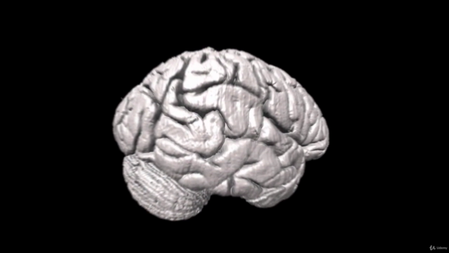 Anatomía humana: Neuroanatomía – Screenshot 2