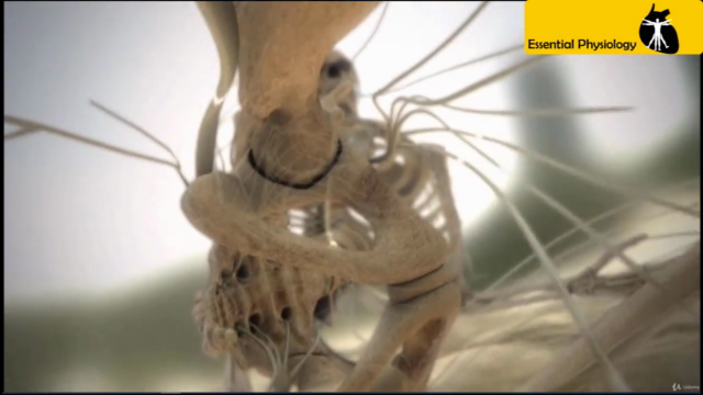 Neurofisiologia Básica – Screenshot 2
